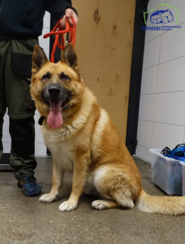 Znaleziono psa, Szczecin, 11 lutego 2026