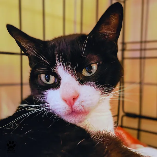 Kot do adopcji, Gdynia, 11 lutego 2026 (3/5)