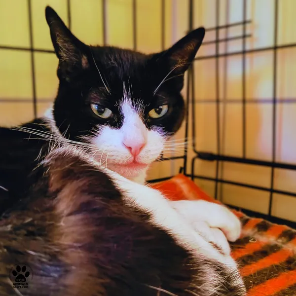 Kot do adopcji, Gdynia, 11 lutego 2026 (4/5)