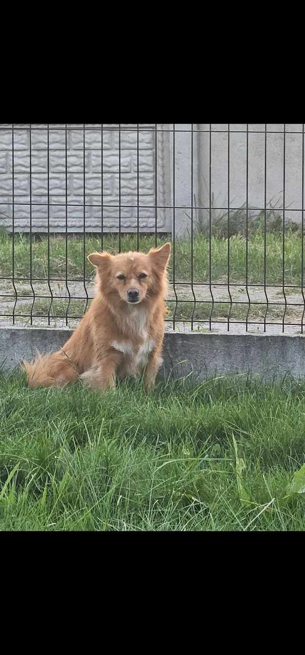 Zaginął pies, Poznań, Dębiec, 11 lutego 2026 (2/4)