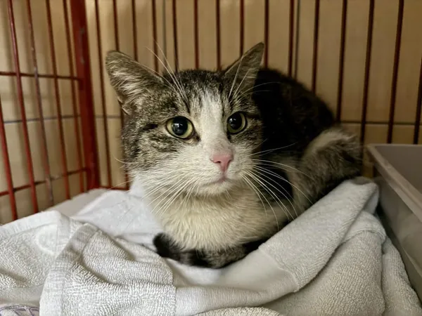 Znaleziono kota, Chojnice, 11 lutego 2026