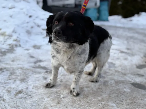 Znaleziono psa, Chojnice, 11 lutego 2026 (2/2)