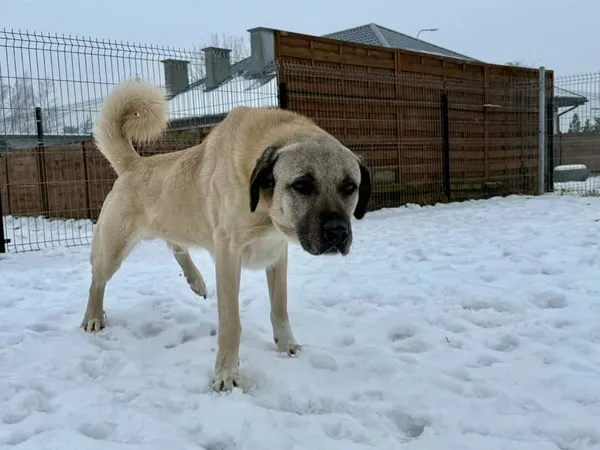 Znaleziono psa, Chojnice, 10 lutego 2026 (3/3)