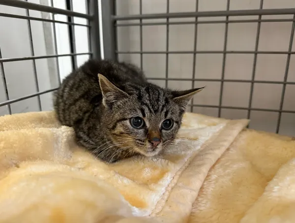 Znaleziono kota, Chojnice, 11 lutego 2026