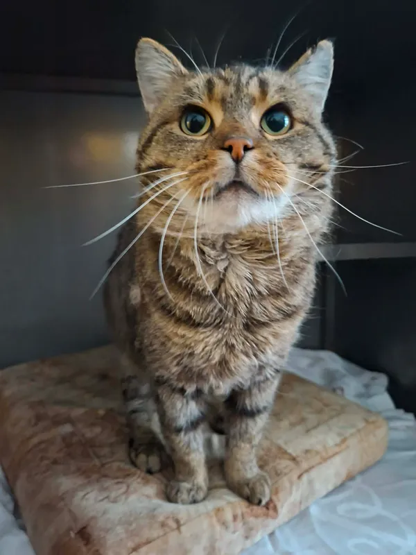 Kot do adopcji, Olsztyn, 13 stycznia 2026 (1/2)