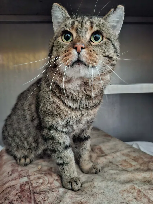 Kot do adopcji, Olsztyn, 13 stycznia 2026 (3/3)