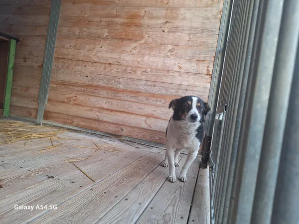 Pies do adopcji, Orzechowce, 10 lutego 2026 (1/2)