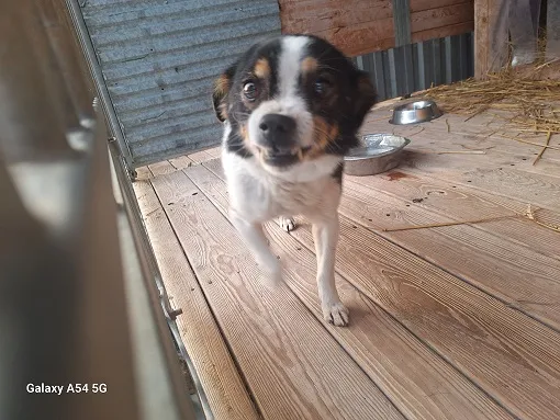 Pies do adopcji, Orzechowce, 10 lutego 2026 (2/2)