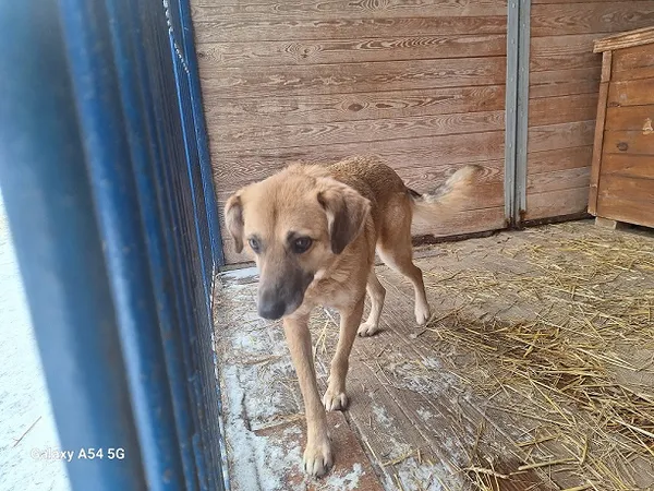 Pies do adopcji, Orzechowce, 9 lutego 2026