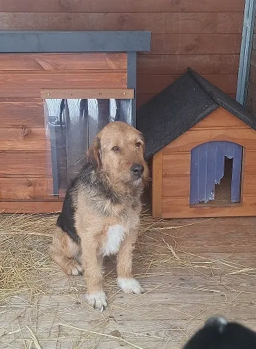 Pies do adopcji, Orzechowce, 5 lutego 2026 (2/2)