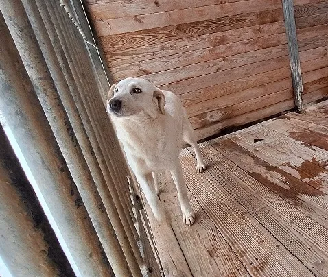 Pies do adopcji, Orzechowce, 5 lutego 2026 (1/4)