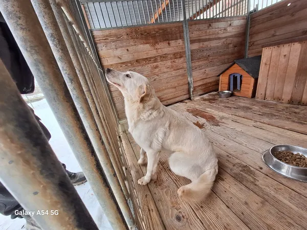 Pies do adopcji, Orzechowce, 5 lutego 2026 (3/4)