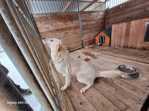 Pies do adopcji, Orzechowce, 5 lutego 2026 (4/4)