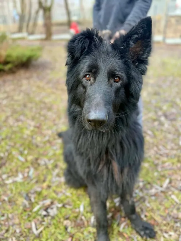 Pies do adopcji, Jelenia Góra, 12 grudnia 2025 (1/3)