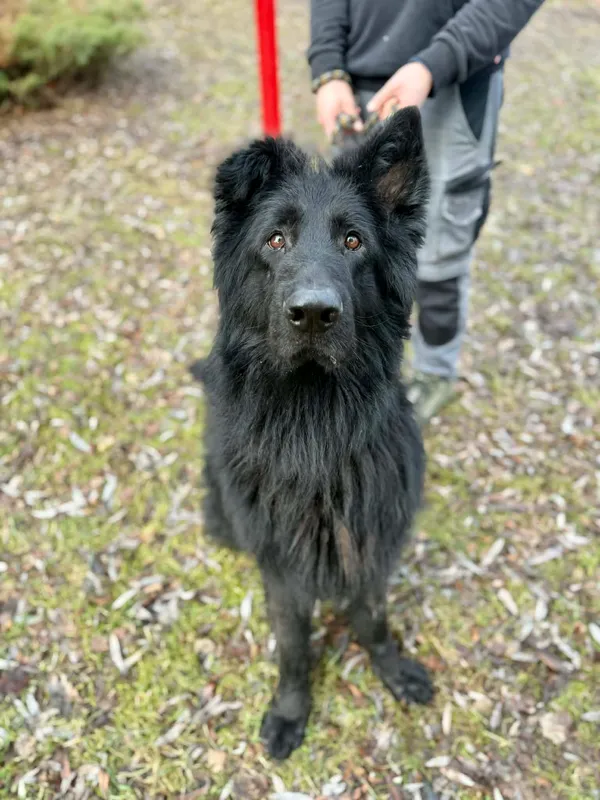 Pies do adopcji, Jelenia Góra, 12 grudnia 2025 (2/3)