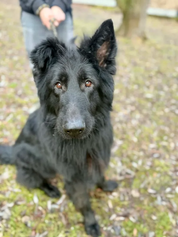 Pies do adopcji, Jelenia Góra, 12 grudnia 2025 (3/3)