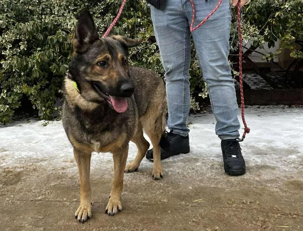 Znaleziono psa, Toruń, 11 lutego 2026