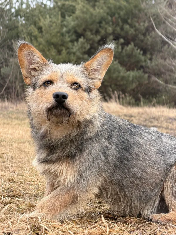 Pies do adopcji, Pieczyska, 12 lutego 2026 (2/5)