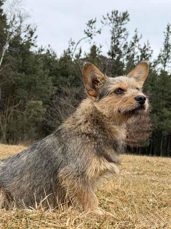 Pies do adopcji, Pieczyska, 12 lutego 2026 (5/5)