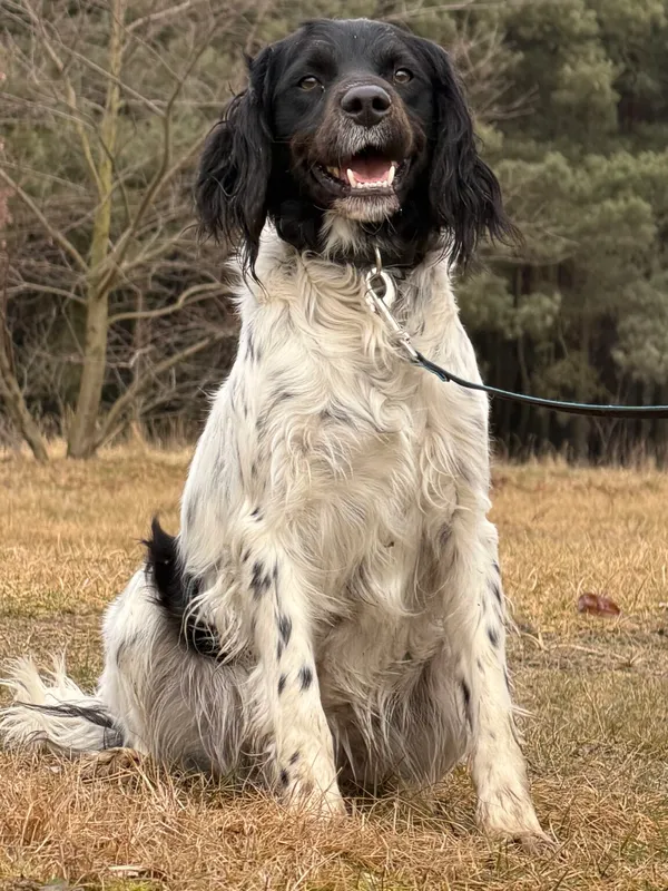 Pies do adopcji, Pieczyska, 12 lutego 2026 (2/5)