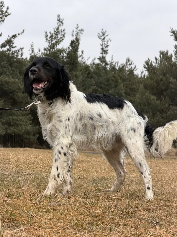 Pies do adopcji, Pieczyska, 12 lutego 2026 (5/5)