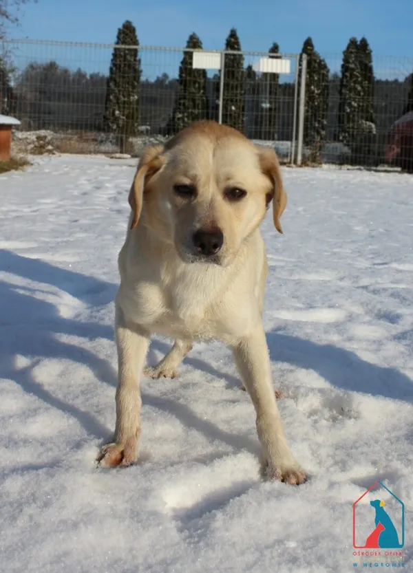 Pies do adopcji, Grudziądz, 9 stycznia 2026