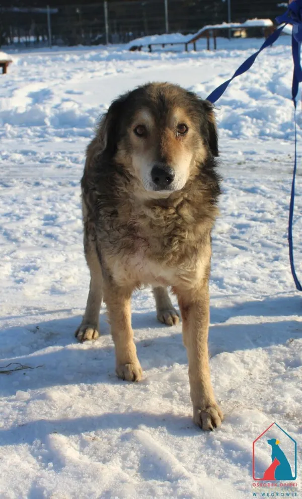 Pies do adopcji, Grudziądz, 20 stycznia 2026