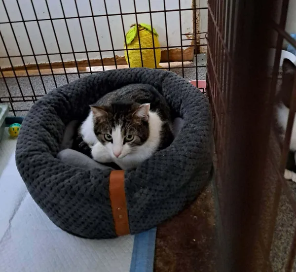 Kot do adopcji, Żywiec, 12 lutego 2026 (1/2)