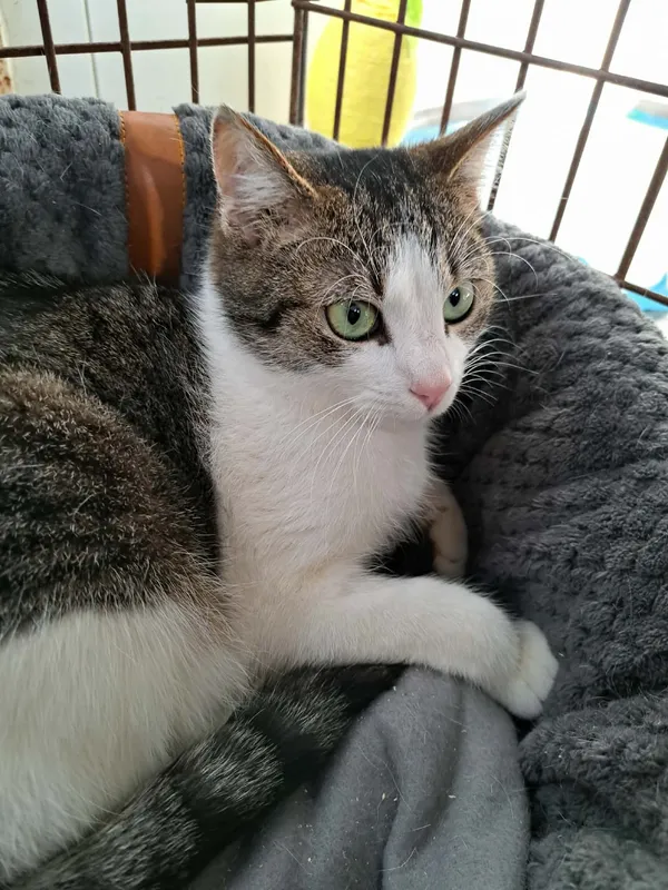 Kot do adopcji, Żywiec, 12 lutego 2026 (2/2)