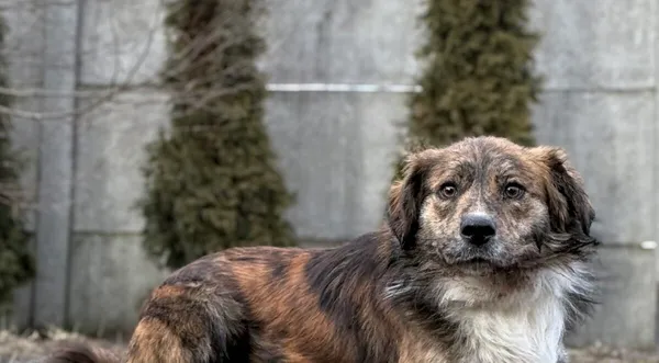 Pies do adopcji, Pieczyska, 12 lutego 2026 (1/4)