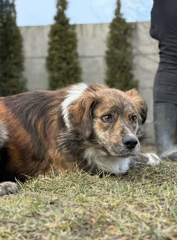 Pies do adopcji, Pieczyska, 12 lutego 2026 (4/4)