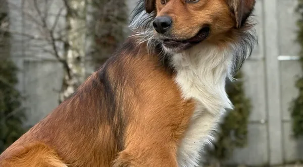 Pies do adopcji, Pieczyska, 12 lutego 2026 (1/3)