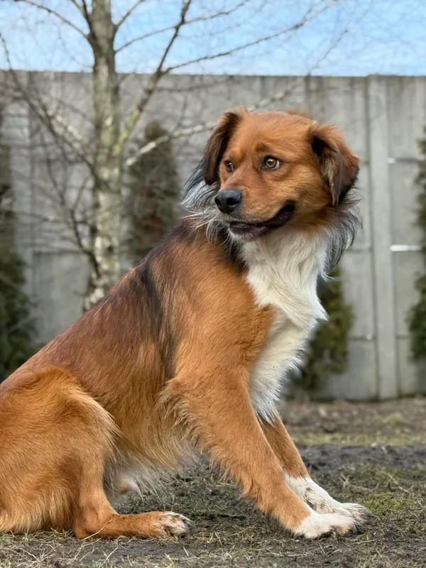 Pies do adopcji, Pieczyska, 12 lutego 2026 (3/3)