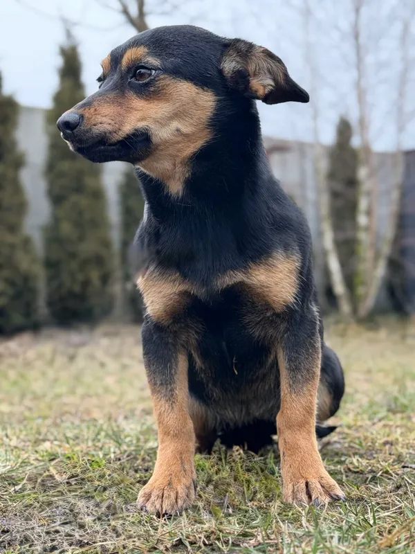 Pies do adopcji, Pieczyska, 12 lutego 2026 (4/4)