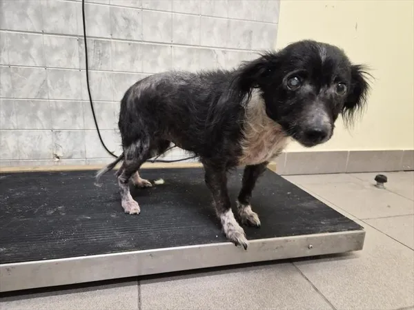 Znaleziono psa, Choszczno, 6 lutego 2026