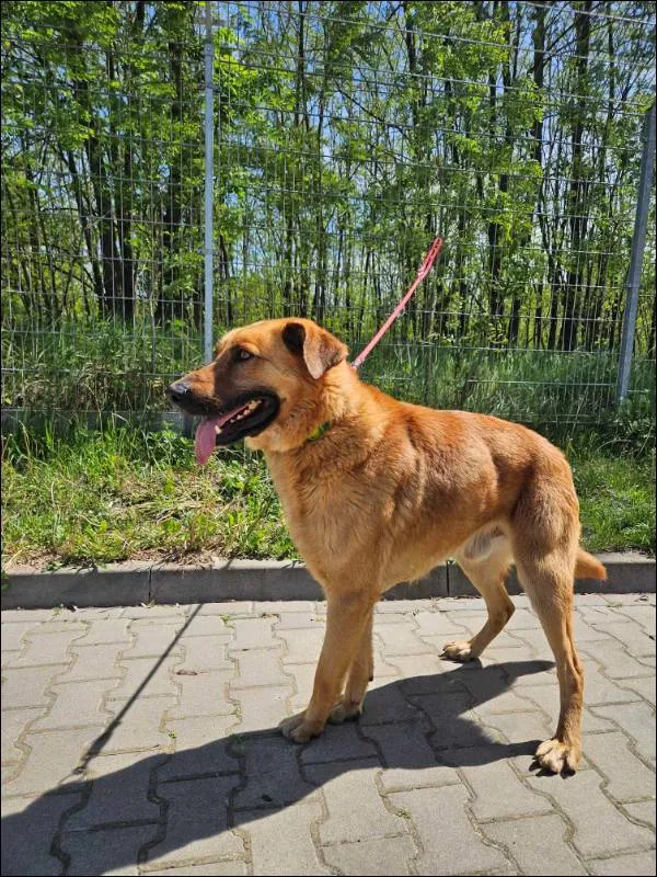 Znaleziono psa, Grudziądz, 12 lutego 2026