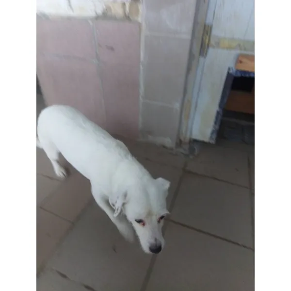 Znaleziono psa, Białystok, 12 stycznia 2026