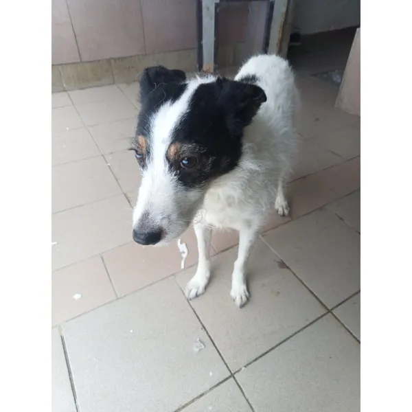 Znaleziono psa, Białystok, 12 stycznia 2026