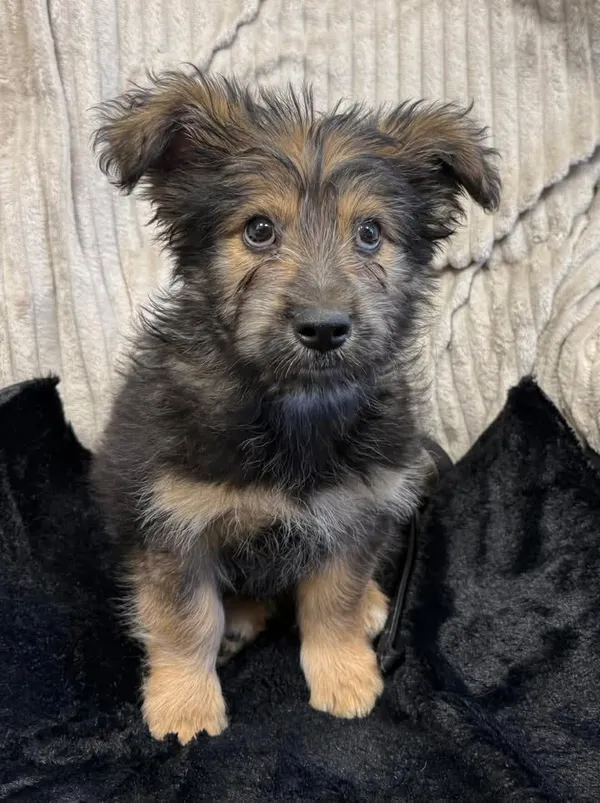 Znaleziono psa, Lublin, 12 lutego 2026