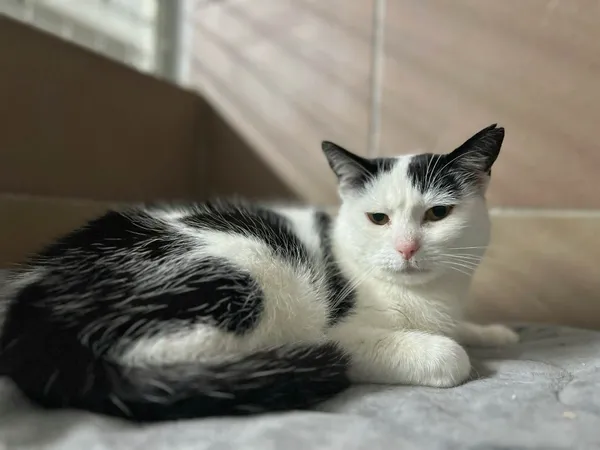 Kot do adopcji, Bydgoszcz, 13 lutego 2026 (2/2)