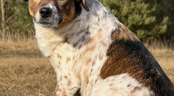 Pies do adopcji, Pieczyska, 13 lutego 2026 (1/5)