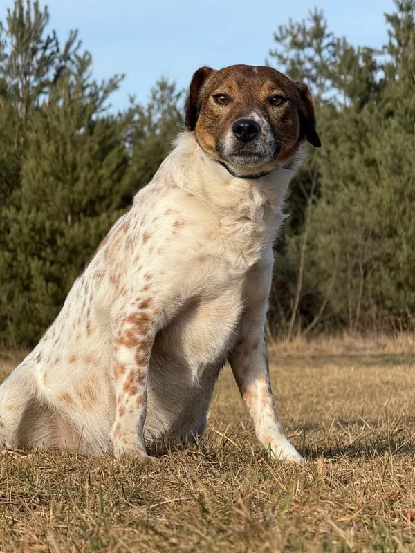 Pies do adopcji, Pieczyska, 13 lutego 2026 (3/5)