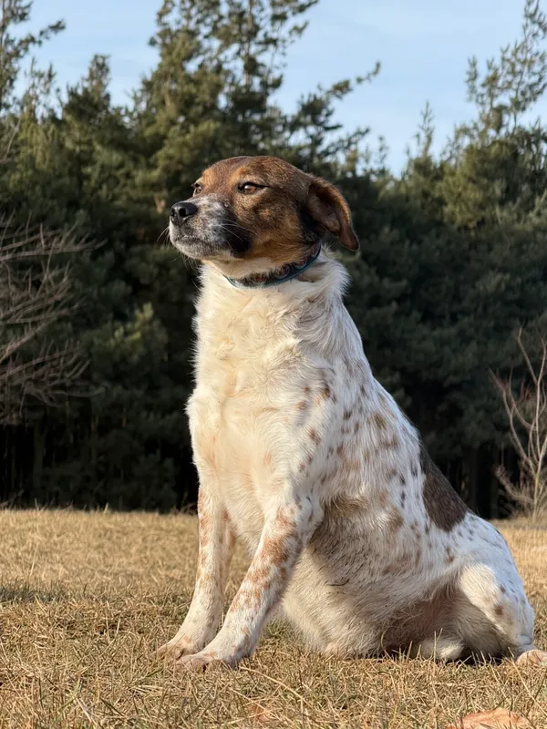 Pies do adopcji, Pieczyska, 13 lutego 2026 (4/5)