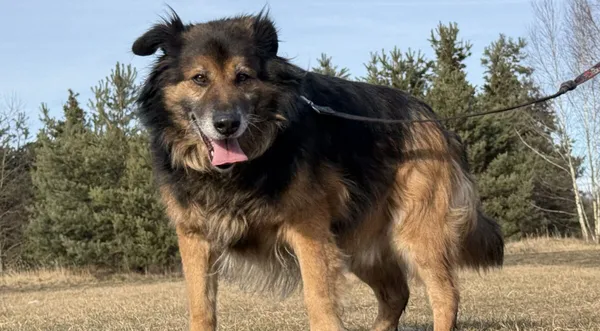 Pies do adopcji, Pieczyska, 13 lutego 2026 (1/5)