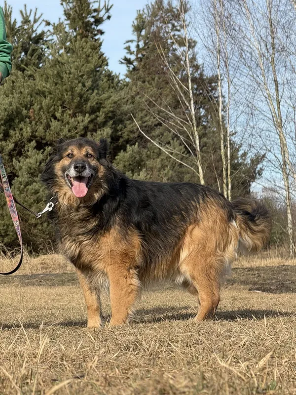 Pies do adopcji, Pieczyska, 13 lutego 2026 (5/5)