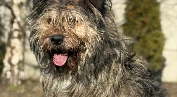 Pies do adopcji, Pieczyska, 13 lutego 2026 (1/4)