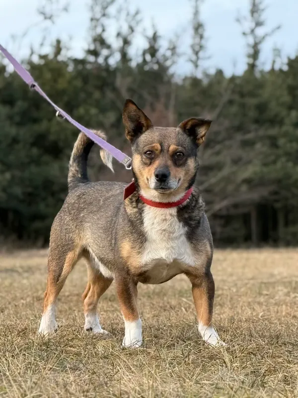 Pies do adopcji, Pieczyska, 13 lutego 2026 (3/5)