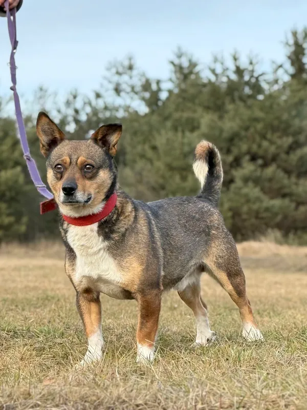 Pies do adopcji, Pieczyska, 13 lutego 2026 (5/5)