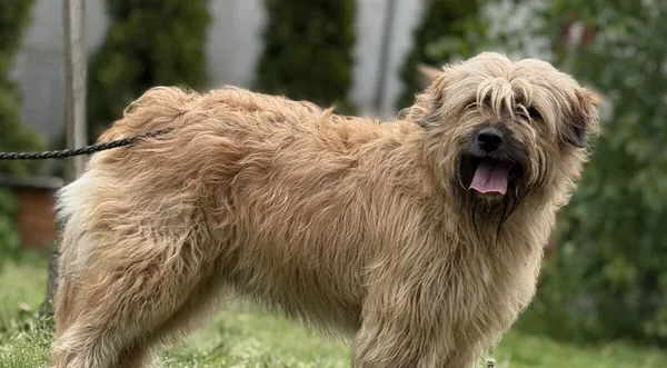 Pies do adopcji, Pieczyska, 13 lutego 2026 (1/5)