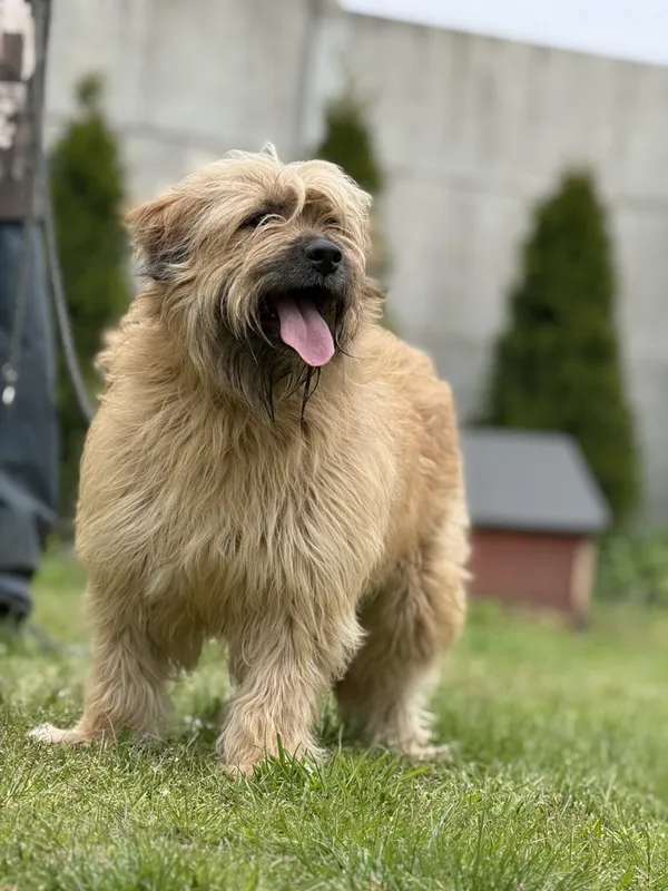 Pies do adopcji, Pieczyska, 13 lutego 2026 (2/5)